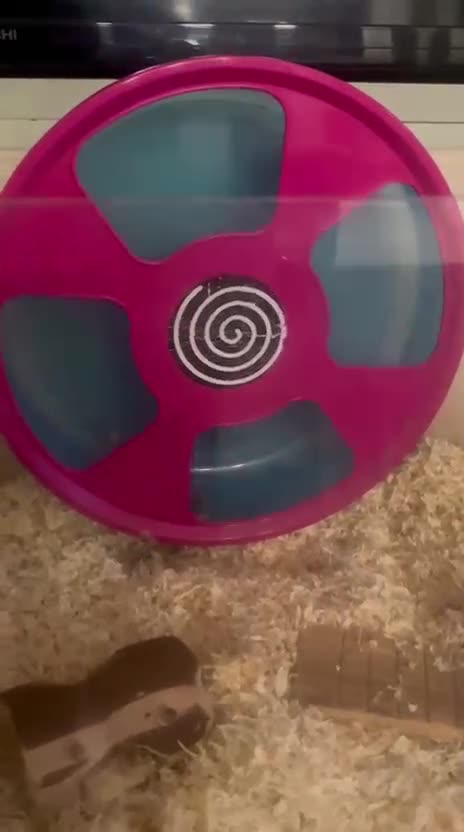 Hamster rodents for sale: Russian Dwarf Hamster - Video 1