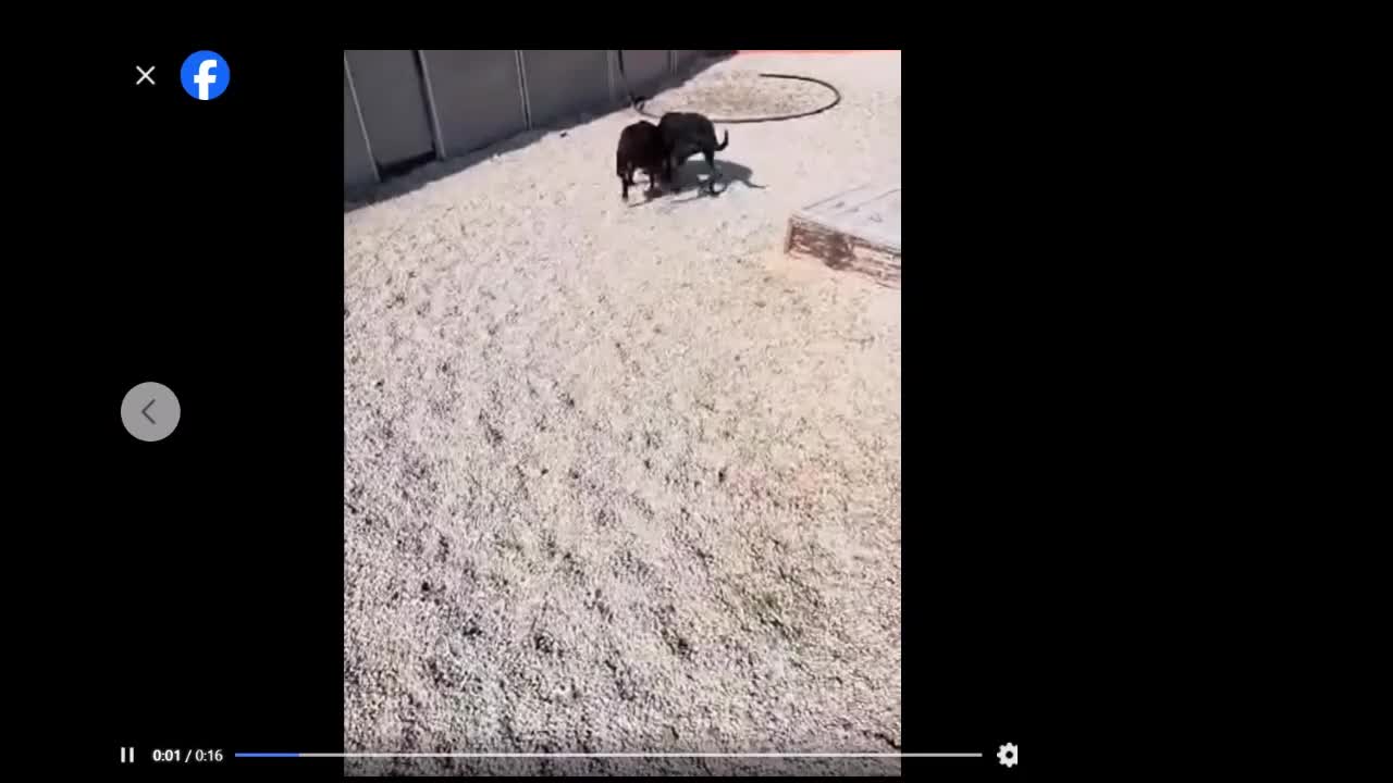 Labrador Retriever dogs for adoption: Cindy - over 2000 days in rescue - Video 3