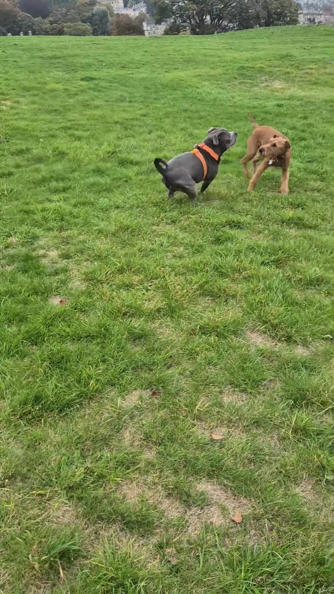 Staffordshire Bull Terrier dogs for stud: Male blue staffy for stud in Bristol - Video 1