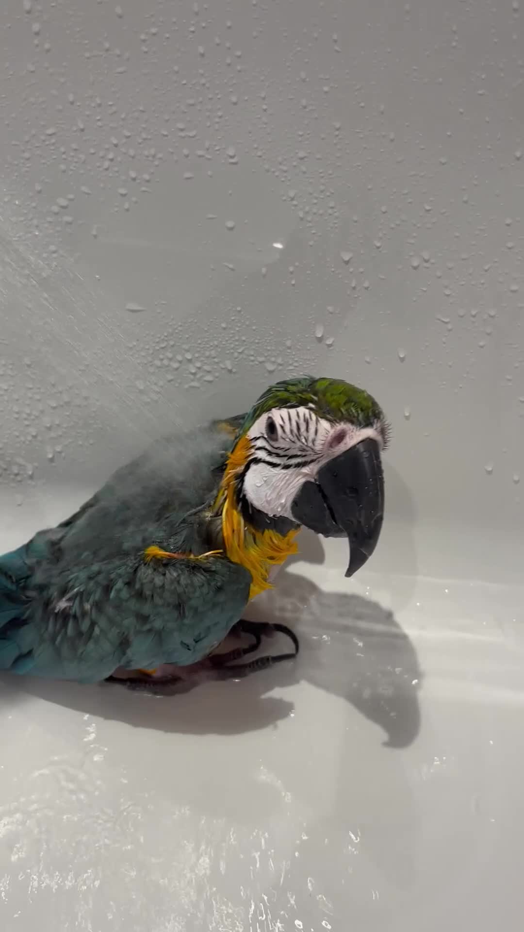Macaws birds for sale: Parrot in Alloa - Video 1