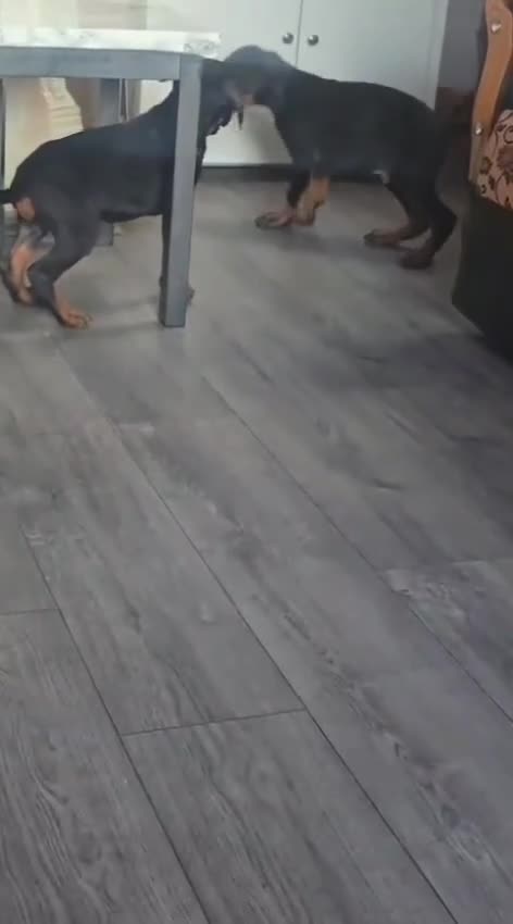 Dobermann dogs for sale: Traditional bred doberman pups for sale - Video 1