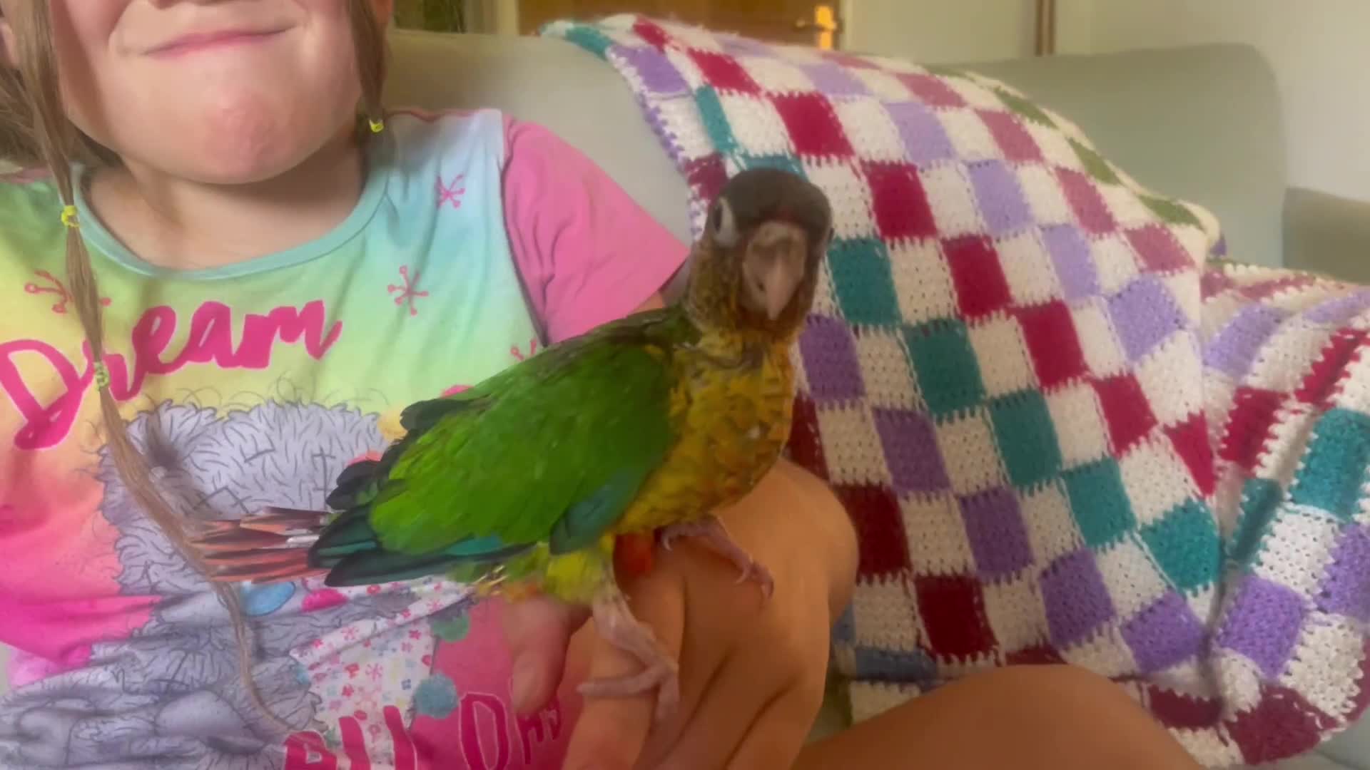 Conures birds for sale: Hand reared green cheeked conures - Video 1