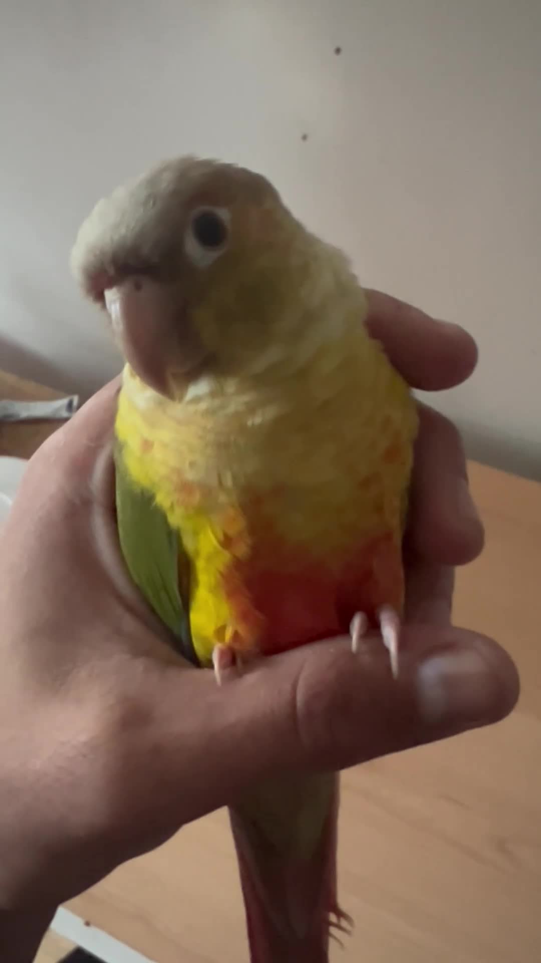 Conures birds for sale: Hand-reared loving clingy pineapple green-cheek in London - Video 3