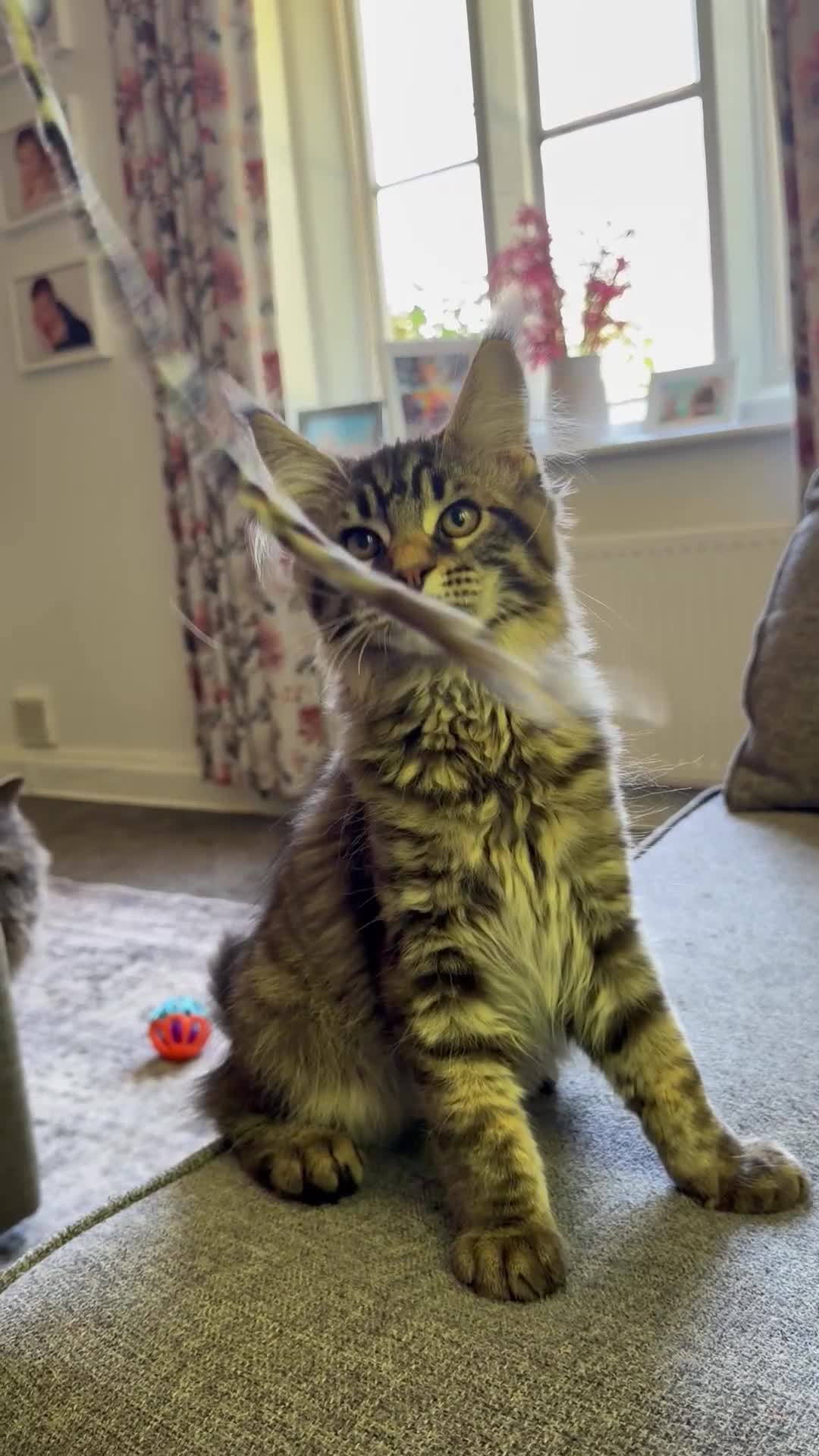Maine Coon cats for sale: Purebred Maine Coon Kittens.Blue,Black Smoke,Tabby - Video 1