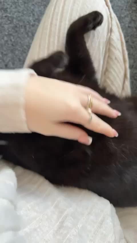 British Shorthair cats for sale: Hazel Black Short Hair - Video 1