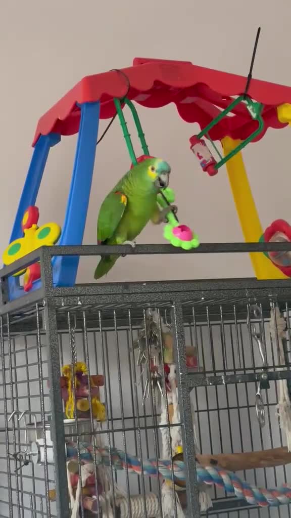 Parrots birds for sale: Blue Fronted Amazon  - Video 3