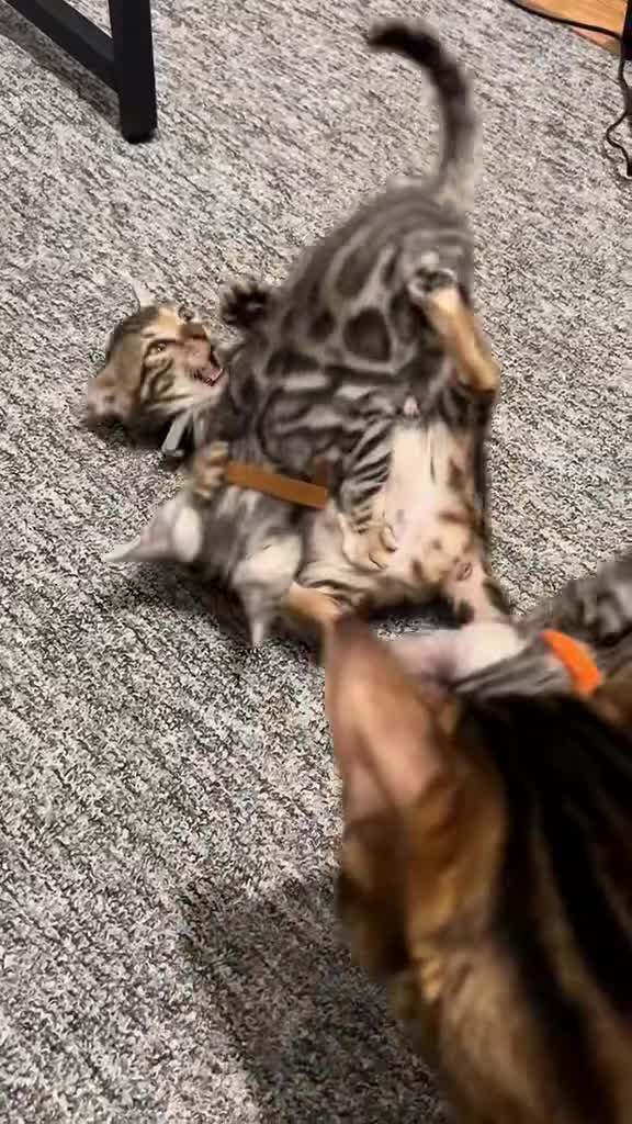 Bengal cats for sale: 🐾 TICA Registered Bengal Kittens 🐆🥰 - Video 1