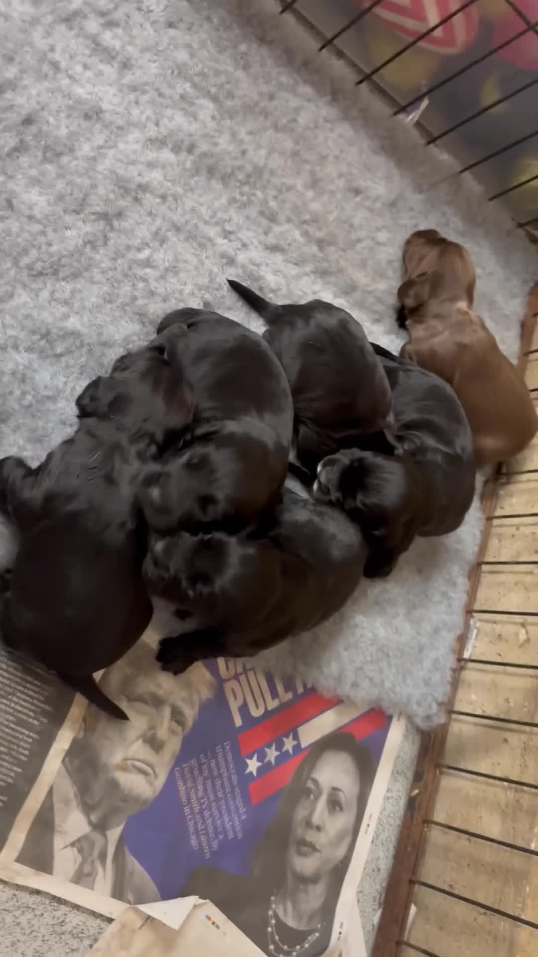 Cocker Spaniel dogs for sale: Kc reg Cocker pups. Black/choc Ready from 20 dec  - Video 1