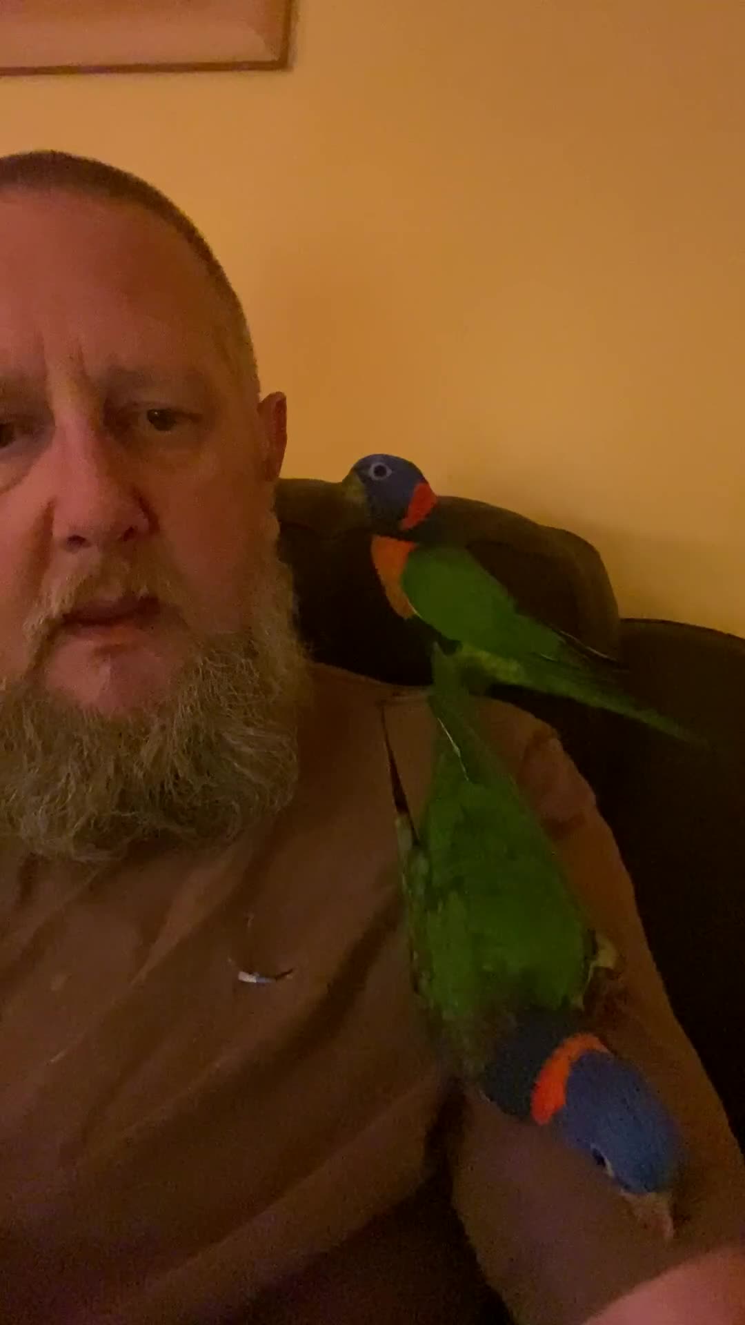 Lories birds for sale: Red collared lorikeet Baby’s Hand Raised Hand Tame - Video 3