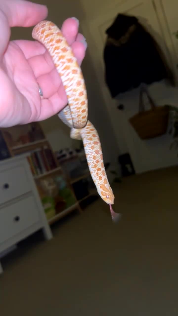 Snake reptiles for sale: Hognose snake - Video 1