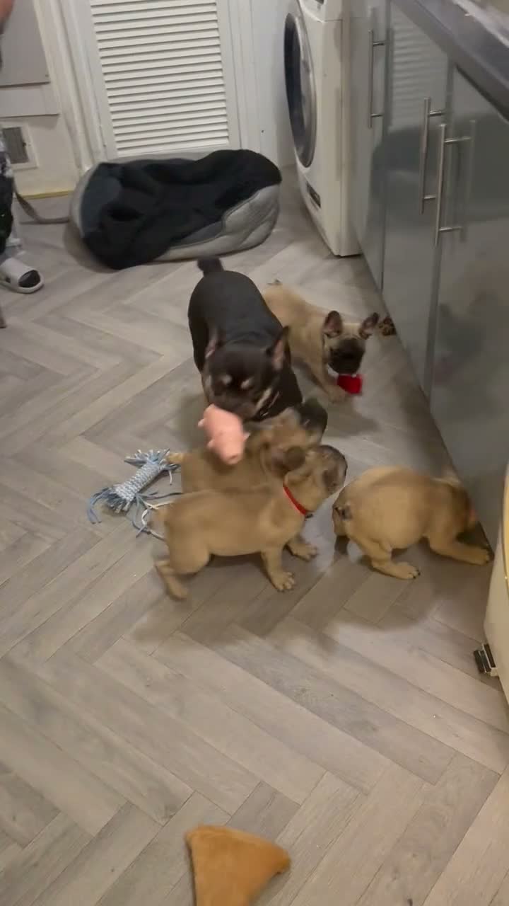 French Bulldog dogs for sale: French 🐶💙Bulldog Puppies🐶💙 - Video 1