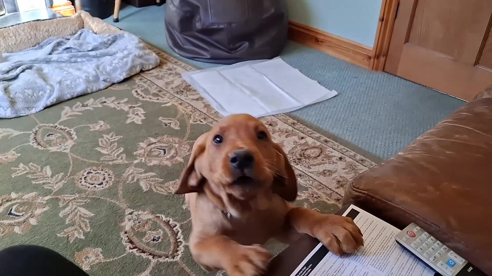 Labrador Retriever dogs for sale: KC Registered Fox Red Labrador Retriever Puppies - Video 2