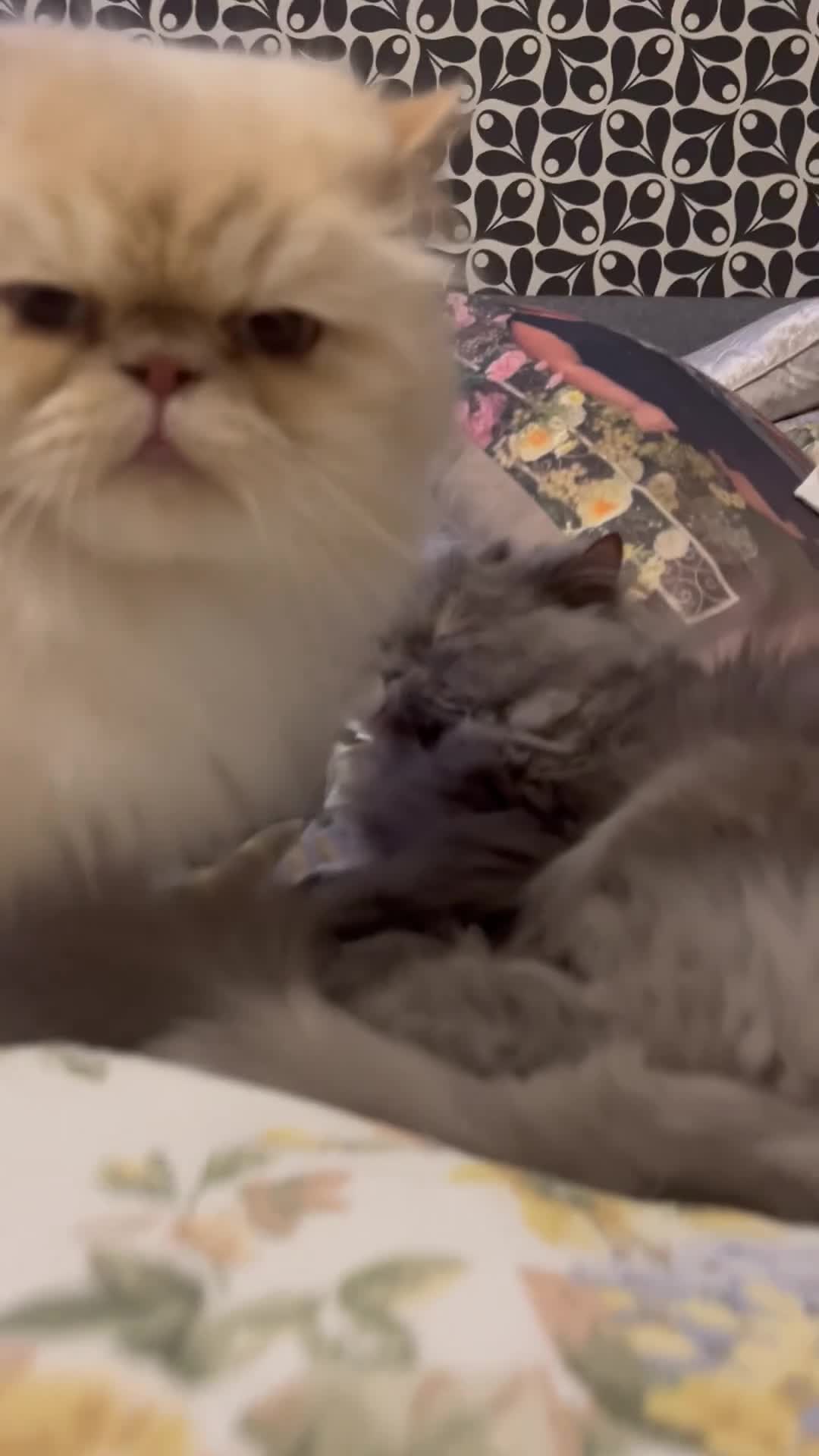 Persian cats for sale: Persians  - Video 1