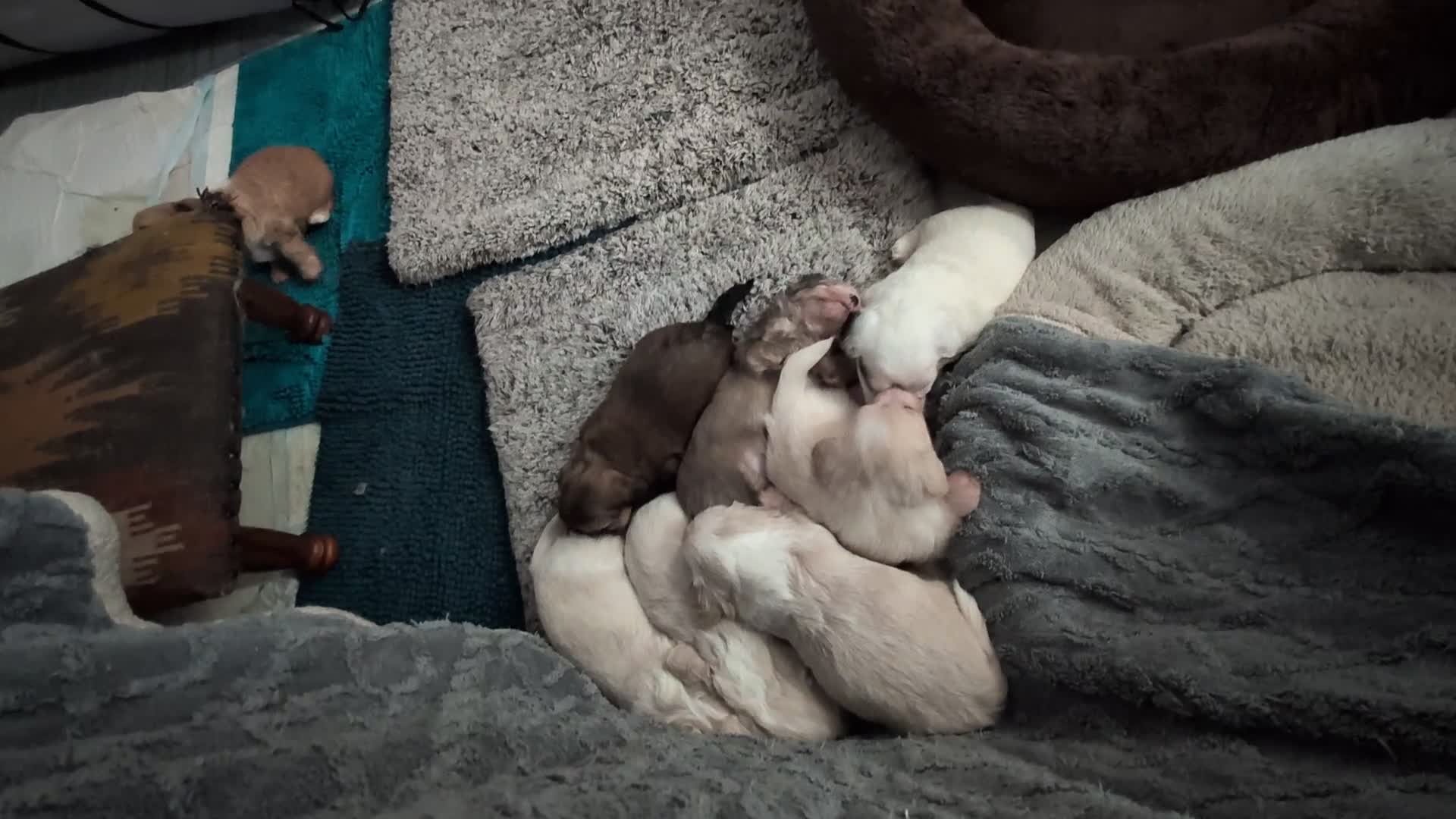 Mixed Breed dogs for sale: Adorable little bundles of joy!!  in Margate - Video 2