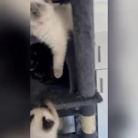 Ragdoll cats for sale: FIFe Registered Ragdoll Kittens Champion Line  - Video 2