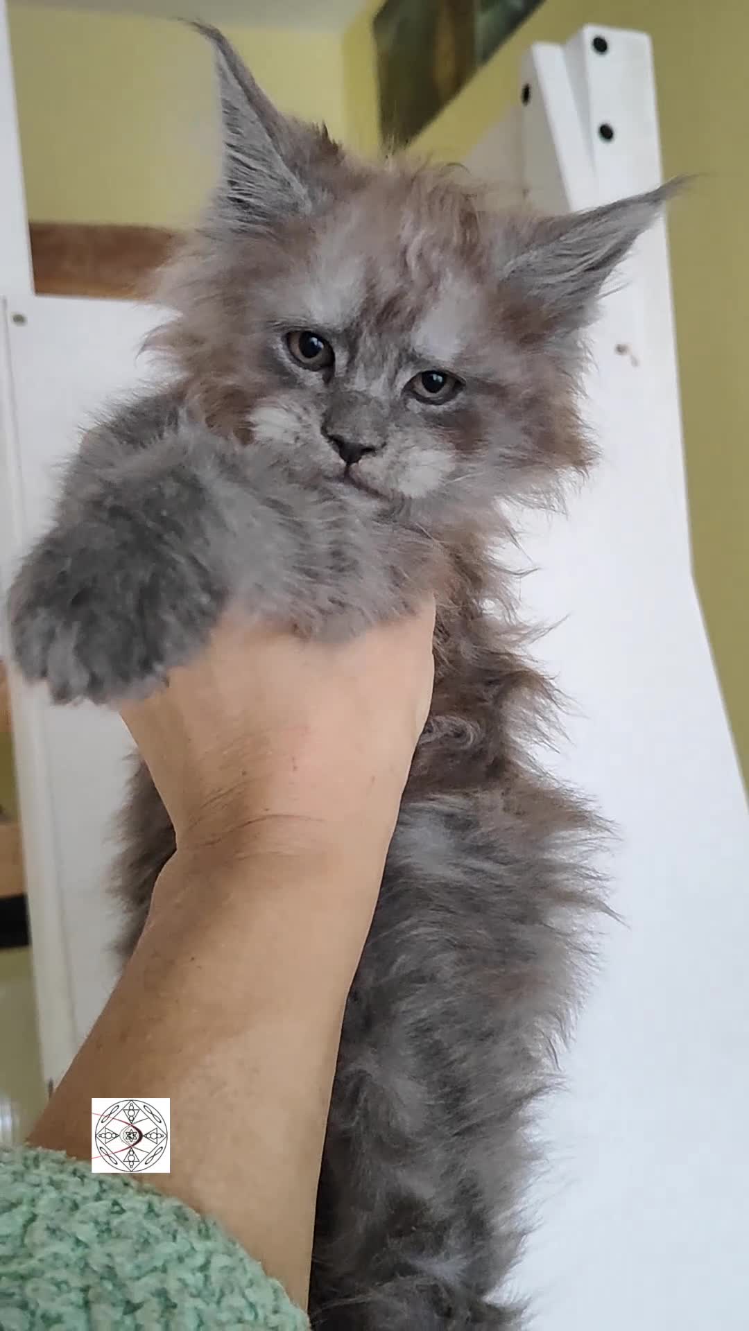 Maine Coon cats for sale: XXL beautiful Maine coon boy  - Video 1