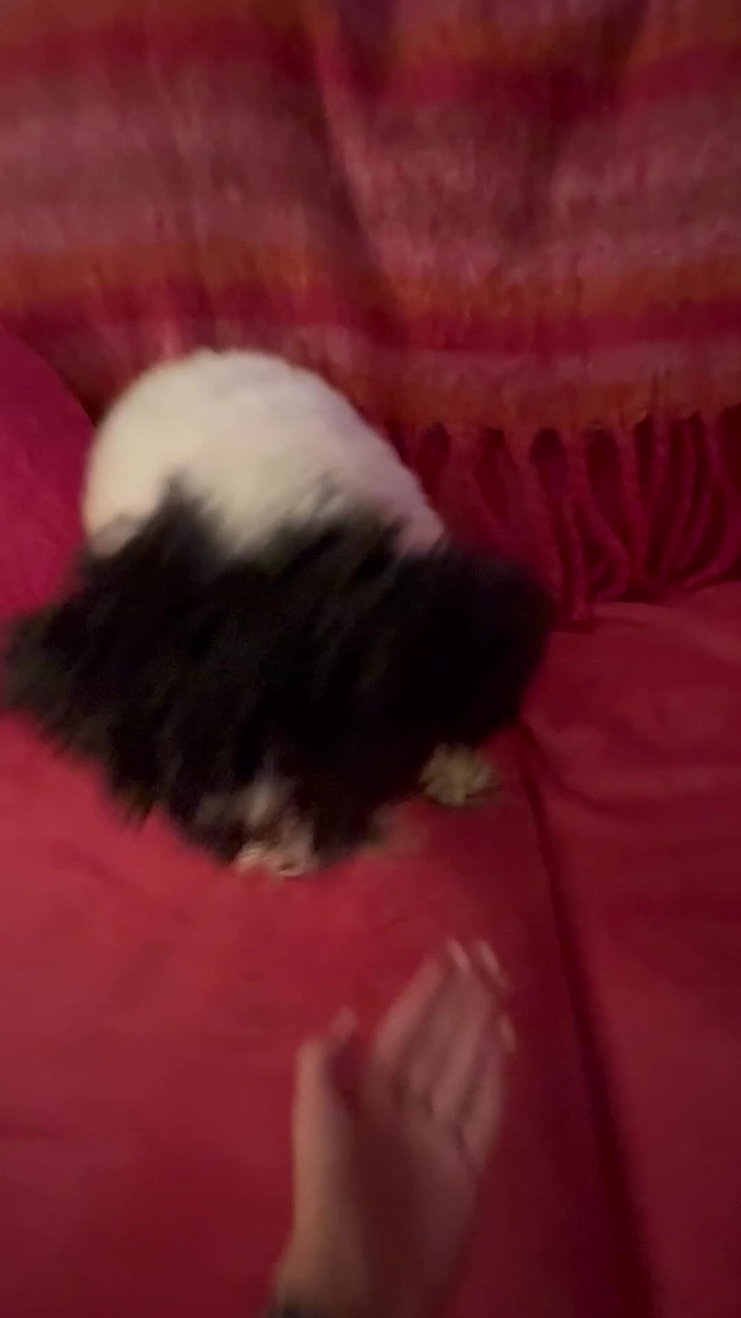 Poochon dogs for sale: Spot. in Musselburgh - Video 1