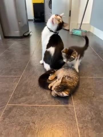 Mixed Breed cats for sale: 4 beautiful kittens for sale - Video 2