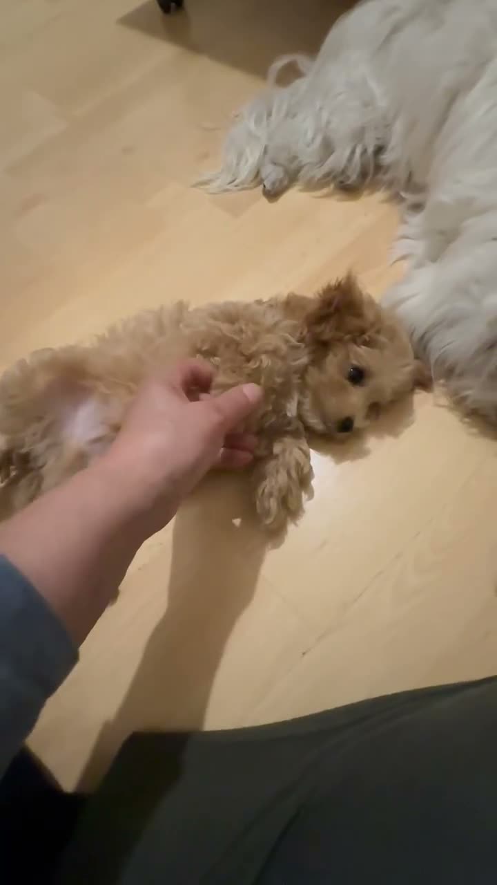 Maltipoo dogs for sale: Asian Maltipo Puppies XS Teddy Bear Faces Expected - Video 1