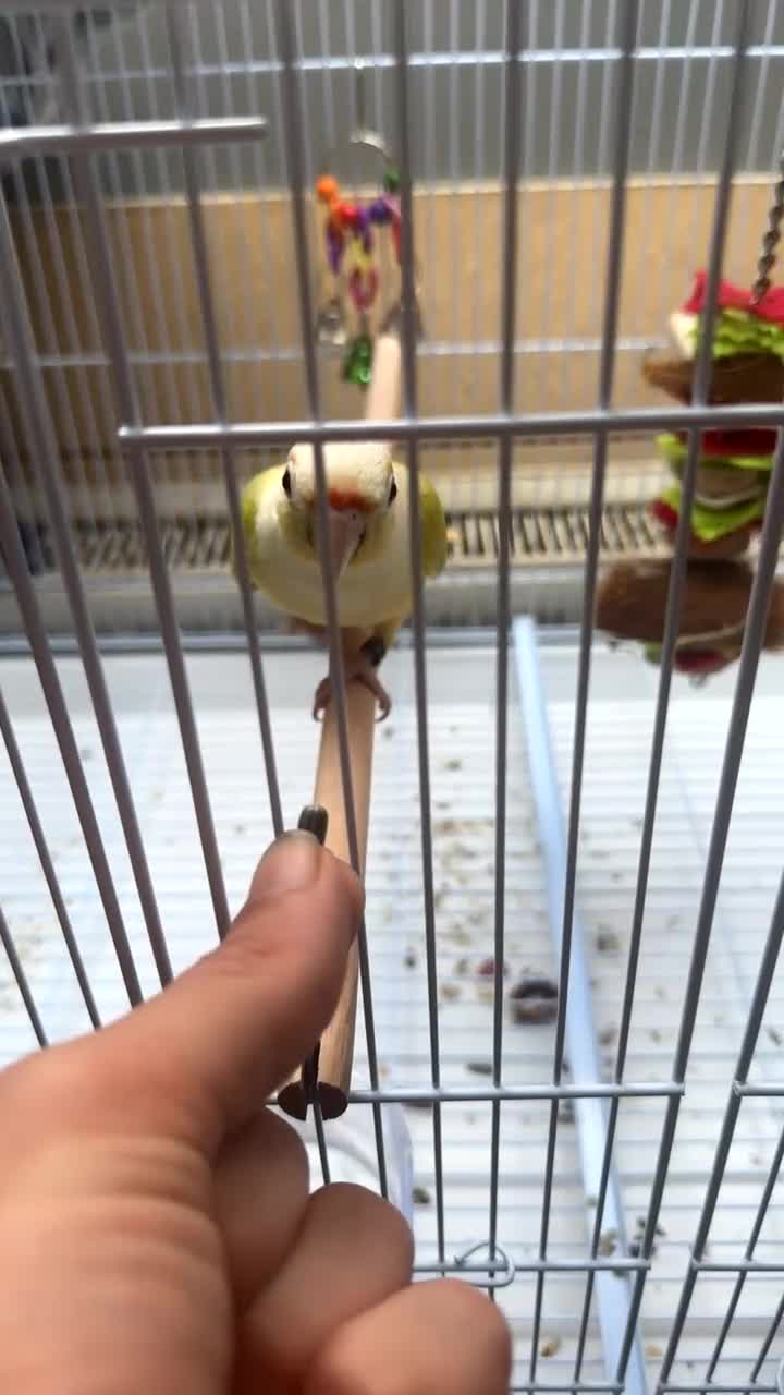 Parrots birds for sale: Pair of conures  - Video 1