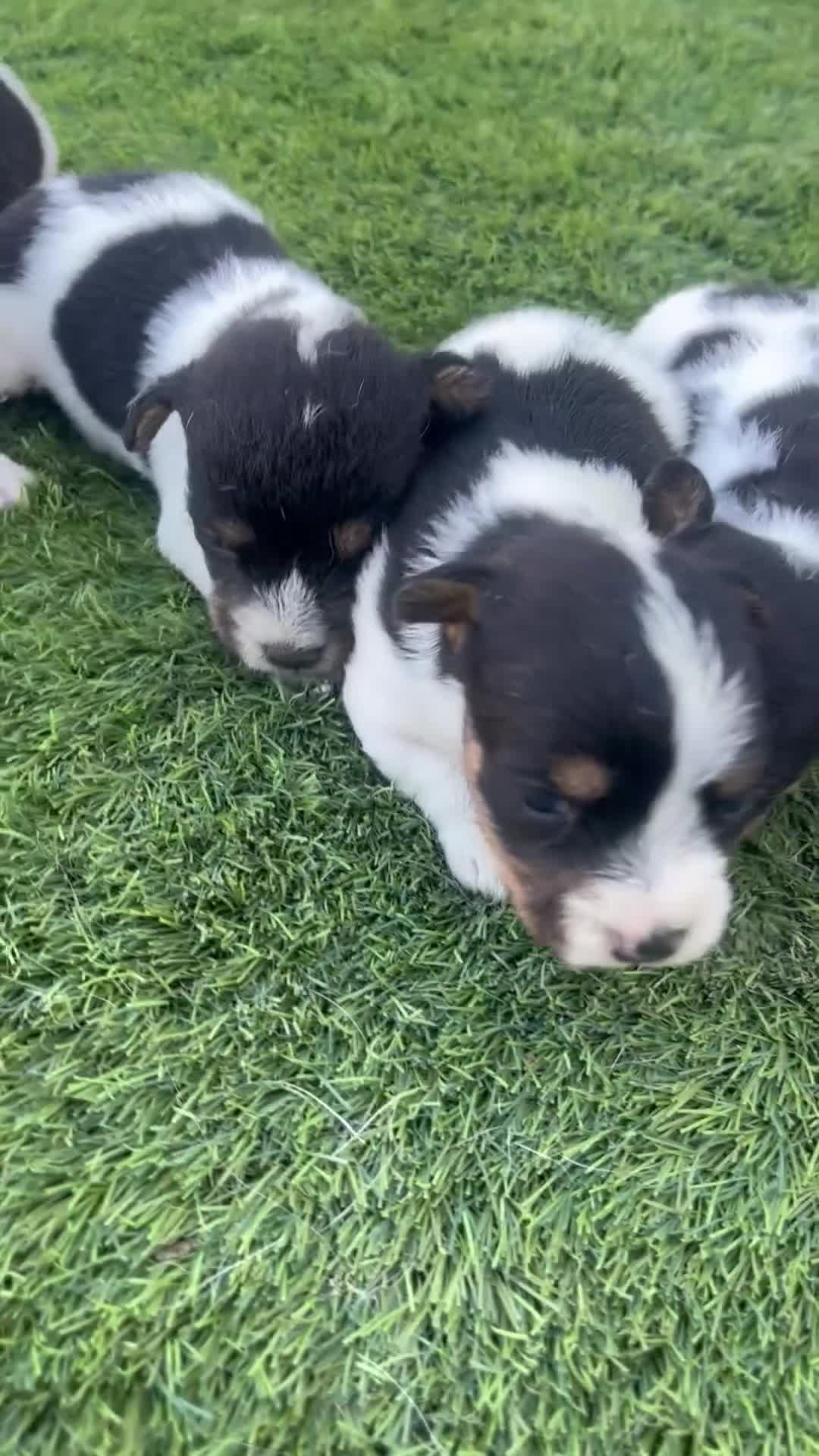 Jack Russell dogs for sale: 5 adorable Jack Russell puppies 🐶❤️ - Video 1