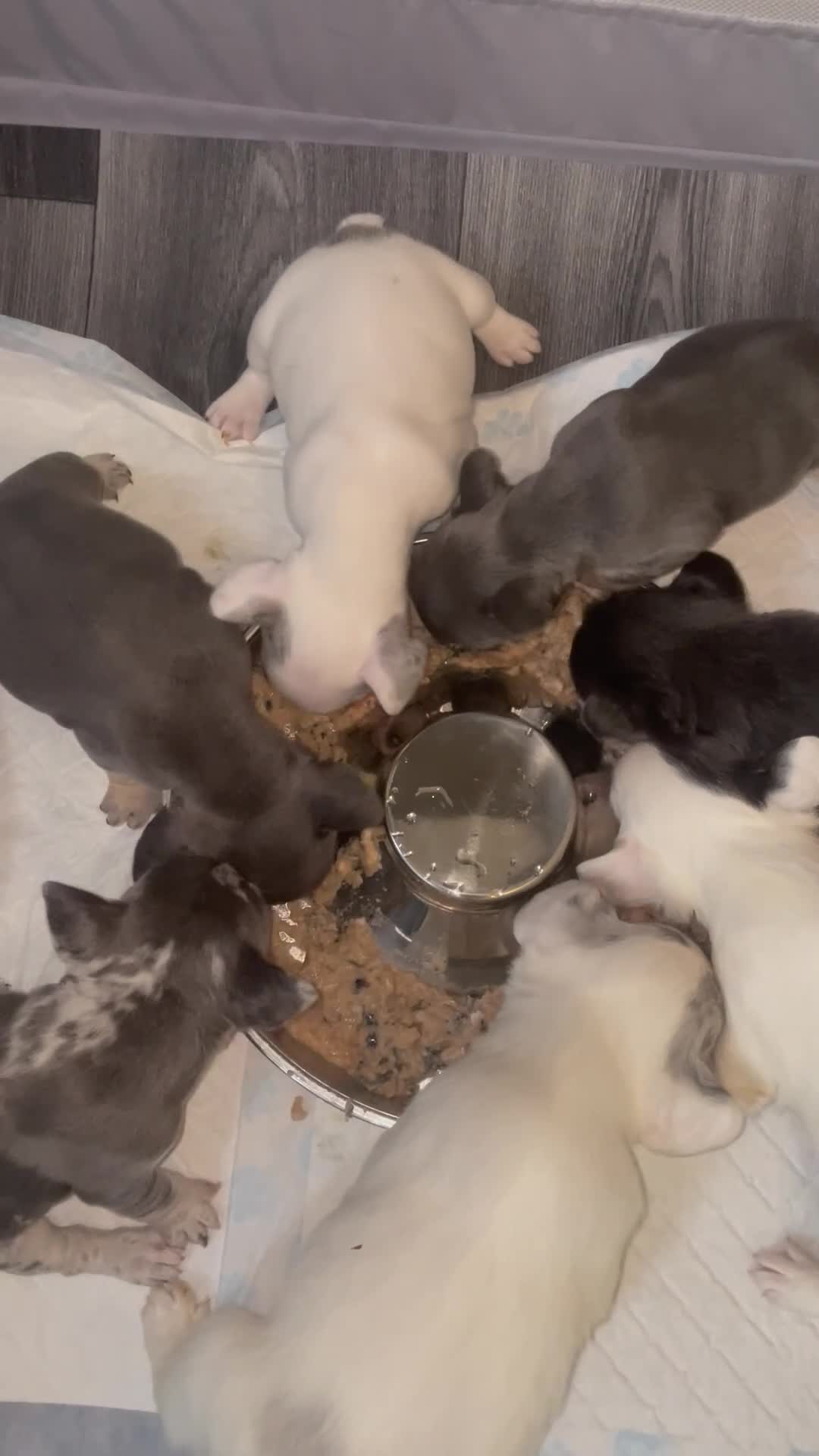 French Bulldog dogs for sale: Stunning French bulldogs  - Video 1