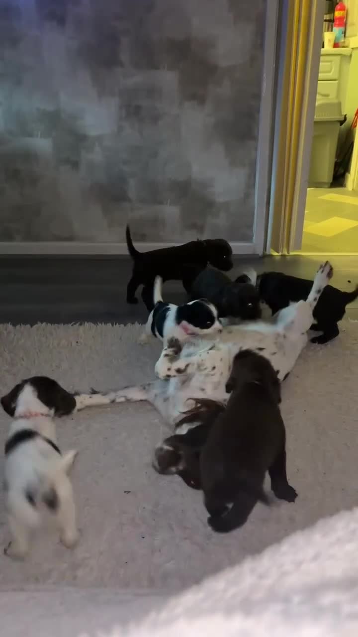 Sprocker dogs for sale: Chunky spocker spaniel  - Video 1