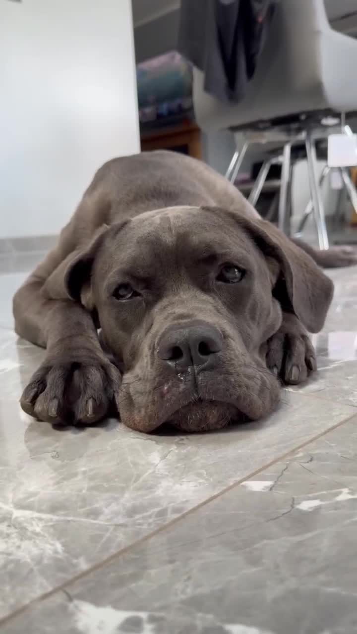 Cane Corso dogs for sale: 11 month old cane corso - Video 2