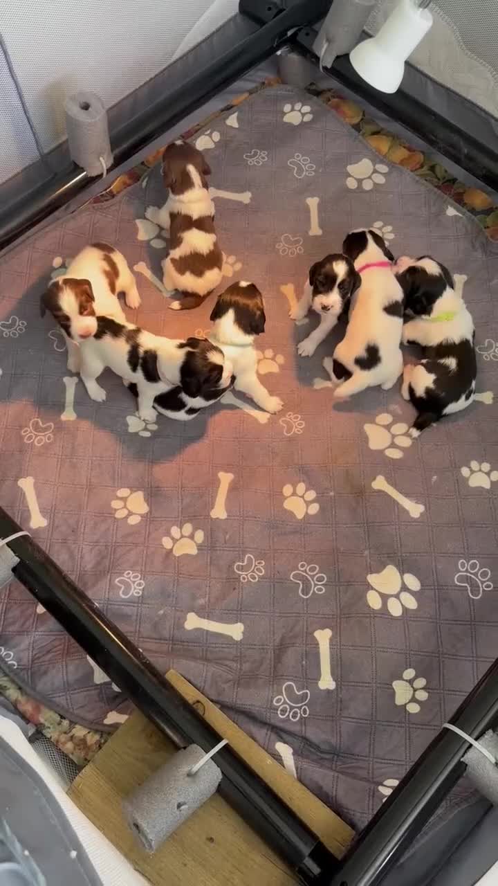 English Springer Spaniel dogs for sale: Beautiful KC Reg ESS Ready to Home. Only One Left! in Thirsk - Video 3