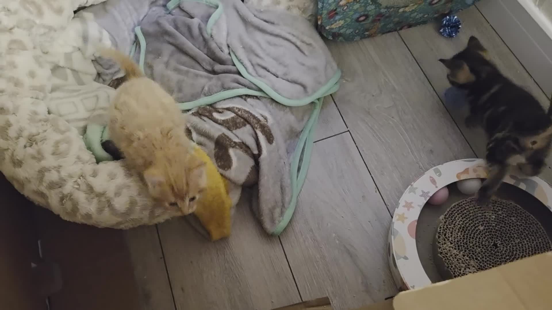 Mixed Breed cats for sale: Kittens for sale - Video 1