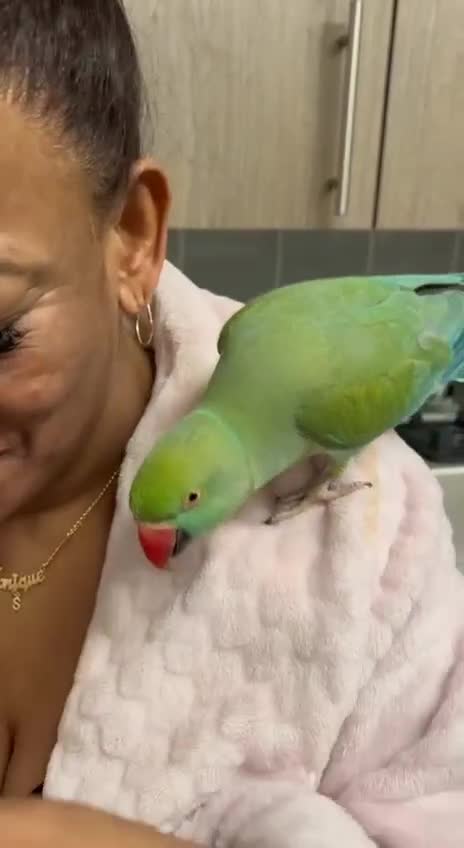 Parrots birds for sale: Beautiful super tame Ringneck parrots  - Video 1