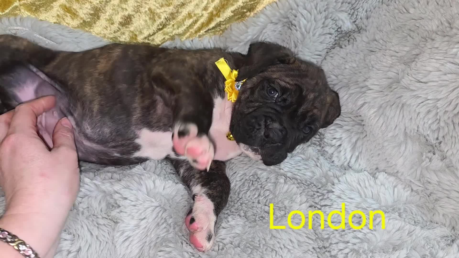 Boxer dogs for sale: Very unusual & Rare Boxer cross - Video 1