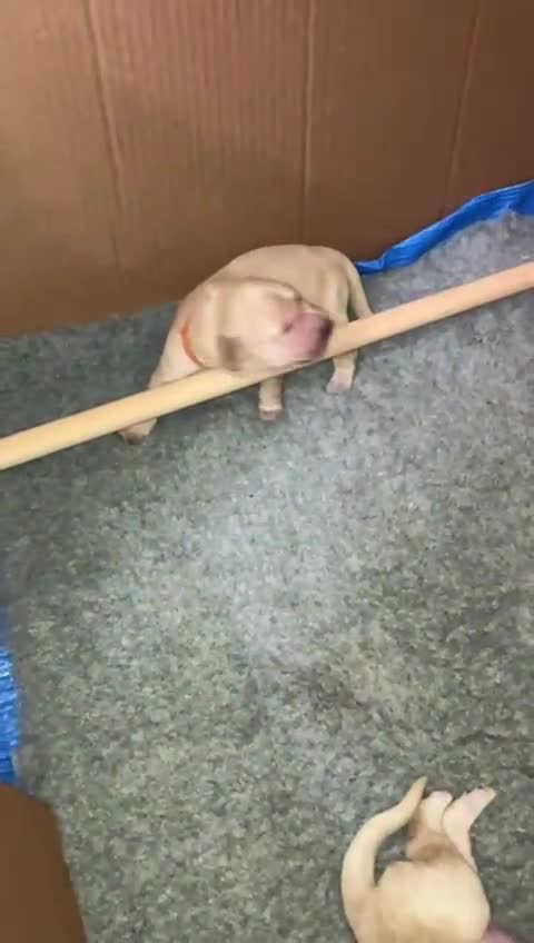 Golden Retriever dogs for sale: Gorgeous Goldies! Golden Retriever Puppies  - Video 1