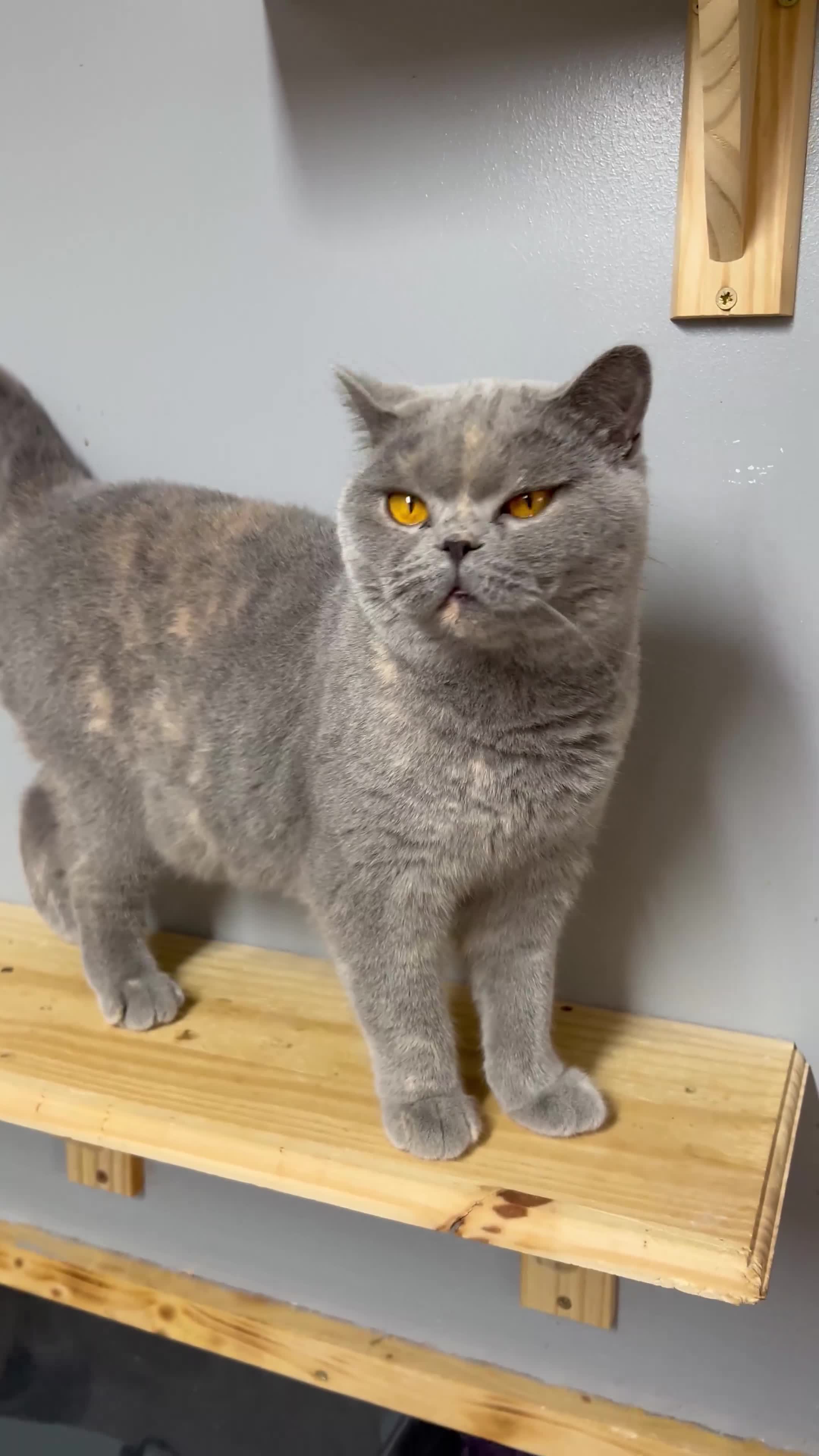 British Shorthair cats for sale: Venus GCCF registered queen - Video 1