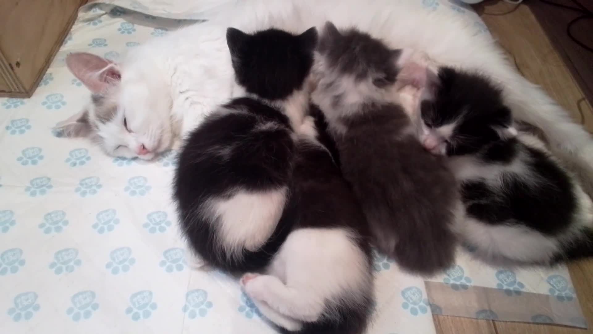 Ragdoll cats for sale: ragdoll X kittens £150 ready Now - Video 1