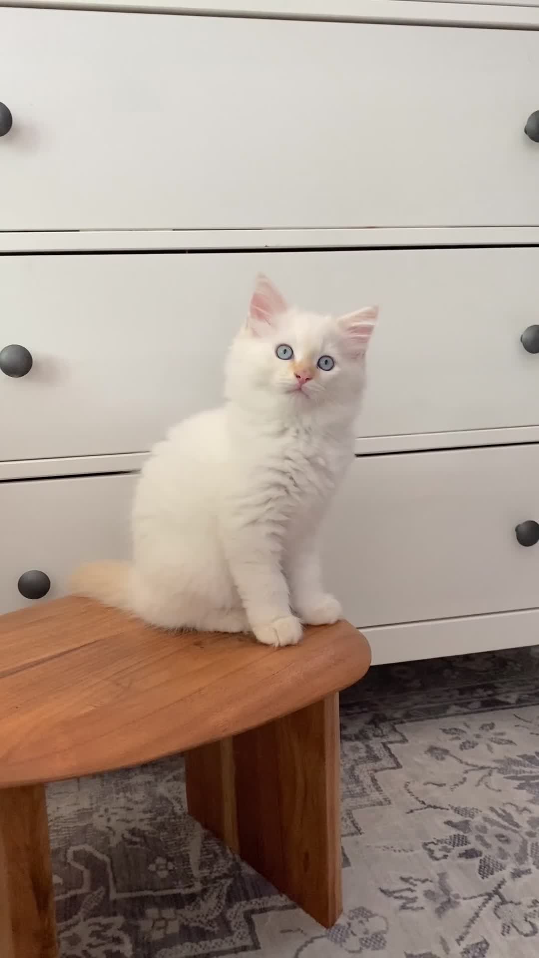 Ragdoll cats for sale: The Brave Little Prince - Video 2