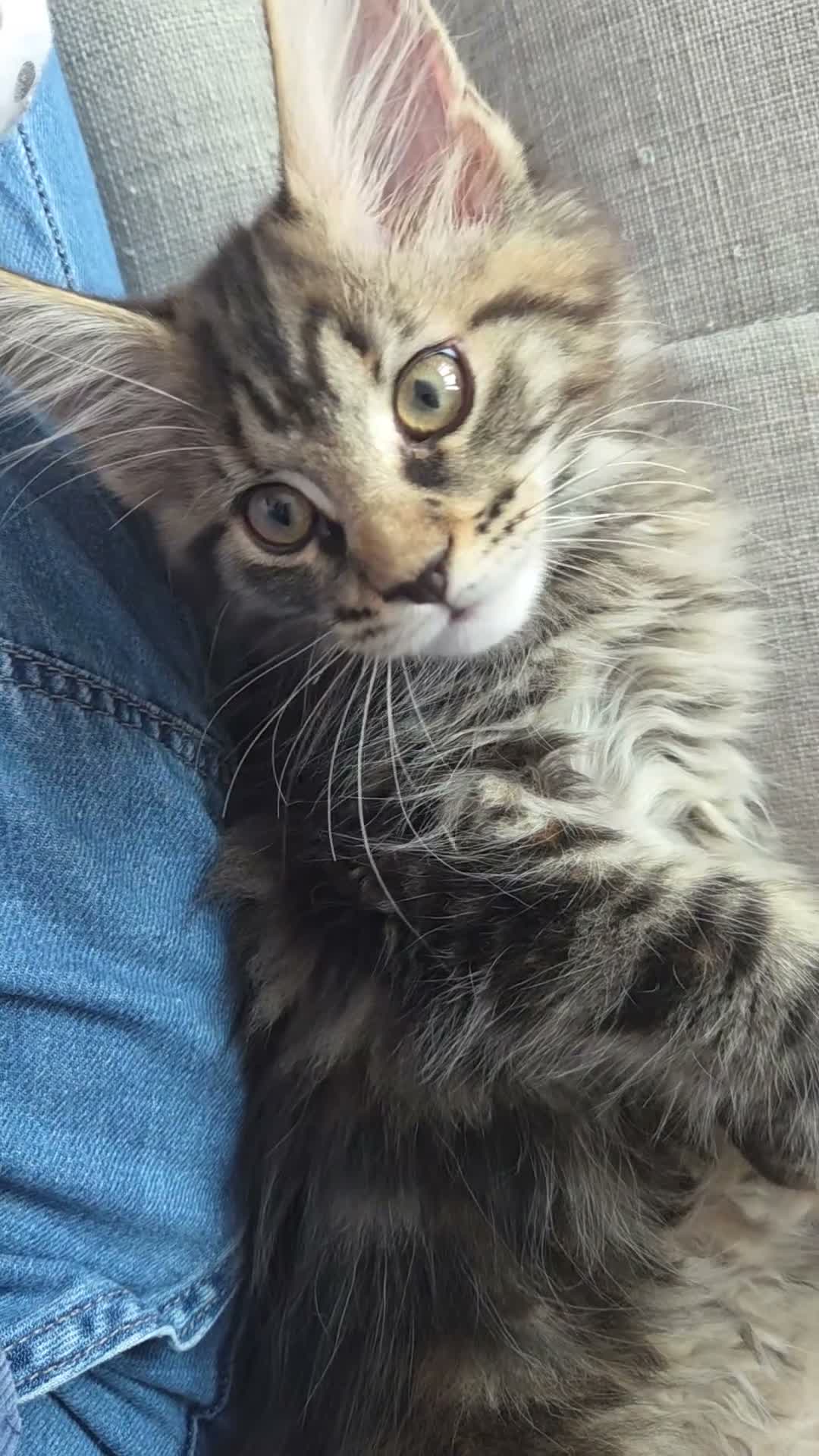 Maine Coon cats for sale: 🌟 1 Stunning Torbie girl left 🌟 TICA reg'd🌟 - Video 1