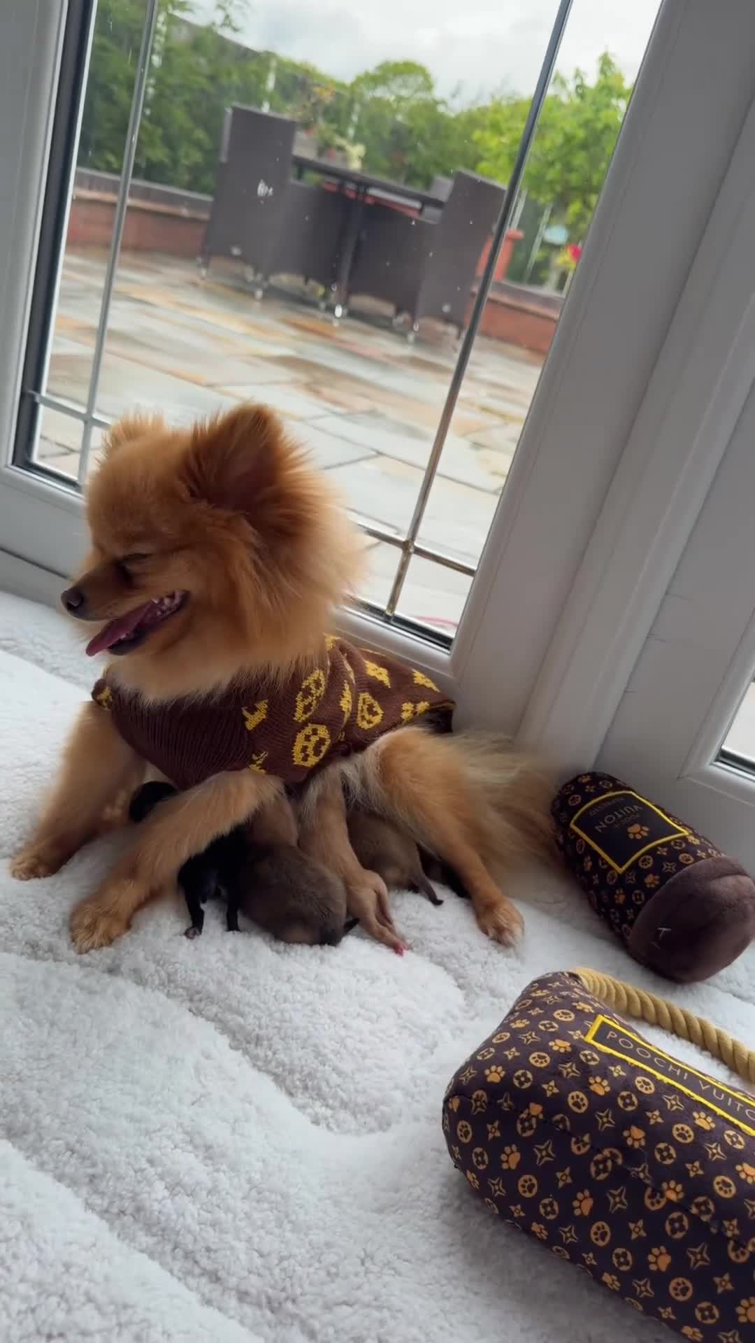Pomeranian dogs for sale: 🫶🏽 5 BEAUTIFUL POMERANIAN PUPPIES 🫶🏽   - Video 1