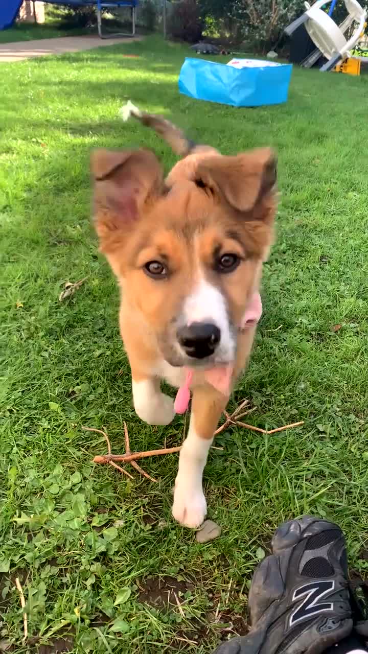 Welsh Collie dogs for sale: Welsh collie  - Video 1