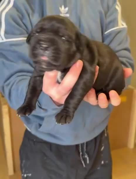 Mixed Breed dogs for sale: Cane Corso/Great Dane X Cane Corso Boerboel - Video 3