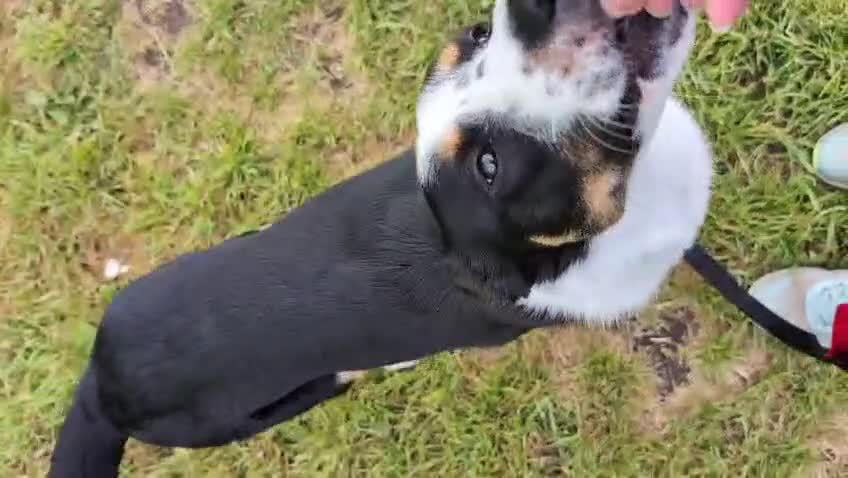 Mixed Breed dogs for sale: Collin  - Video 3