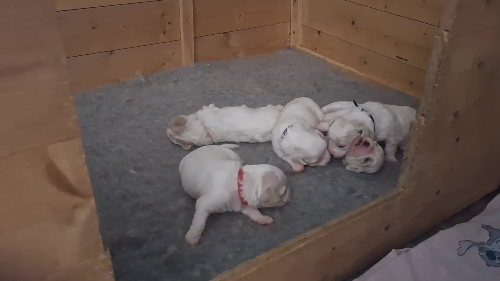 Cavachon dogs for sale: Beautiful Cavachon Puppies Needing Forever Homes - Video 2