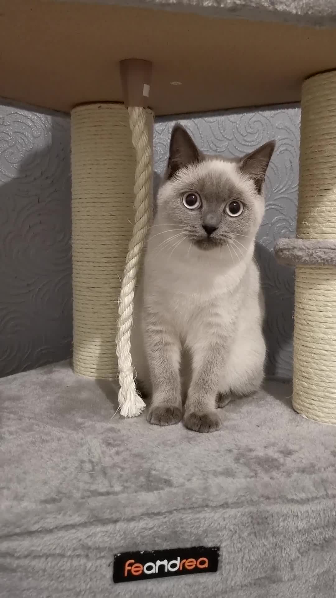 British Shorthair cats for sale: Stunning GCCF reg BSH kittens Ready to leave!! - Video 1