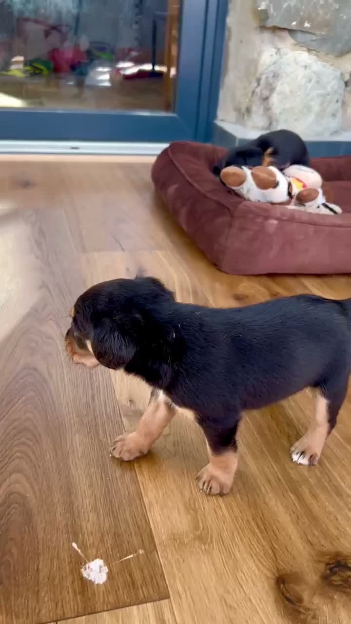 Mixed Breed dogs for sale: Cavalier x kelpie - Video 1