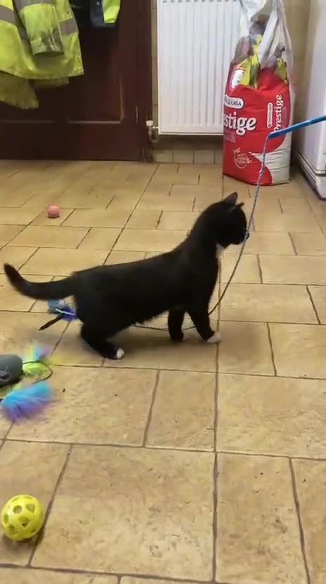 Mixed Breed cats for sale: Beautiful male kitten - Video 1