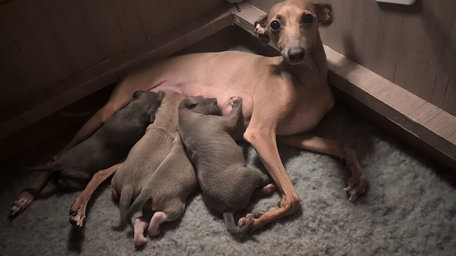 Italian Greyhound dogs for sale: Italian Greyhounds Raised in Loving Home - Video 5