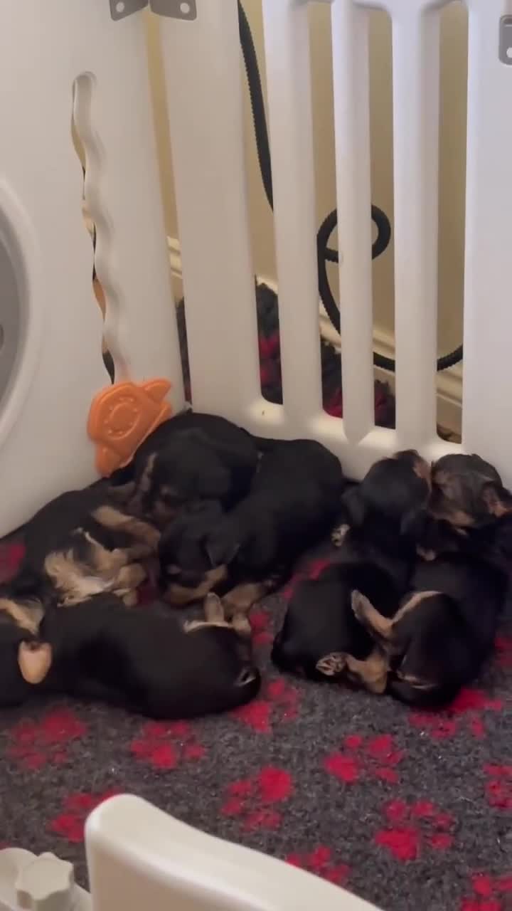 Yorkshire Terrier dogs for sale: Yorkshire terrier puppies  in Consett - Video 1