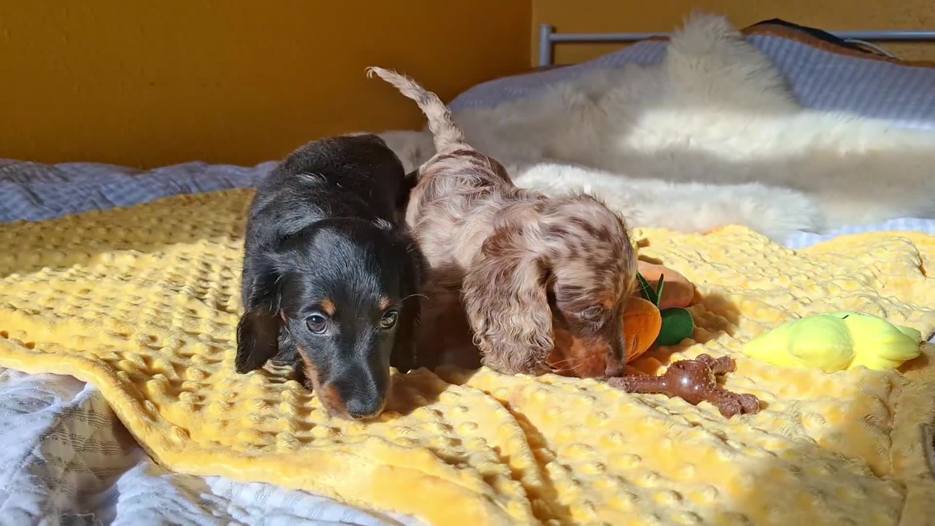Miniature Dachshund dogs for sale:  KC Line Mini long hair girl – Adorable £1400 in Stafford - Video 1