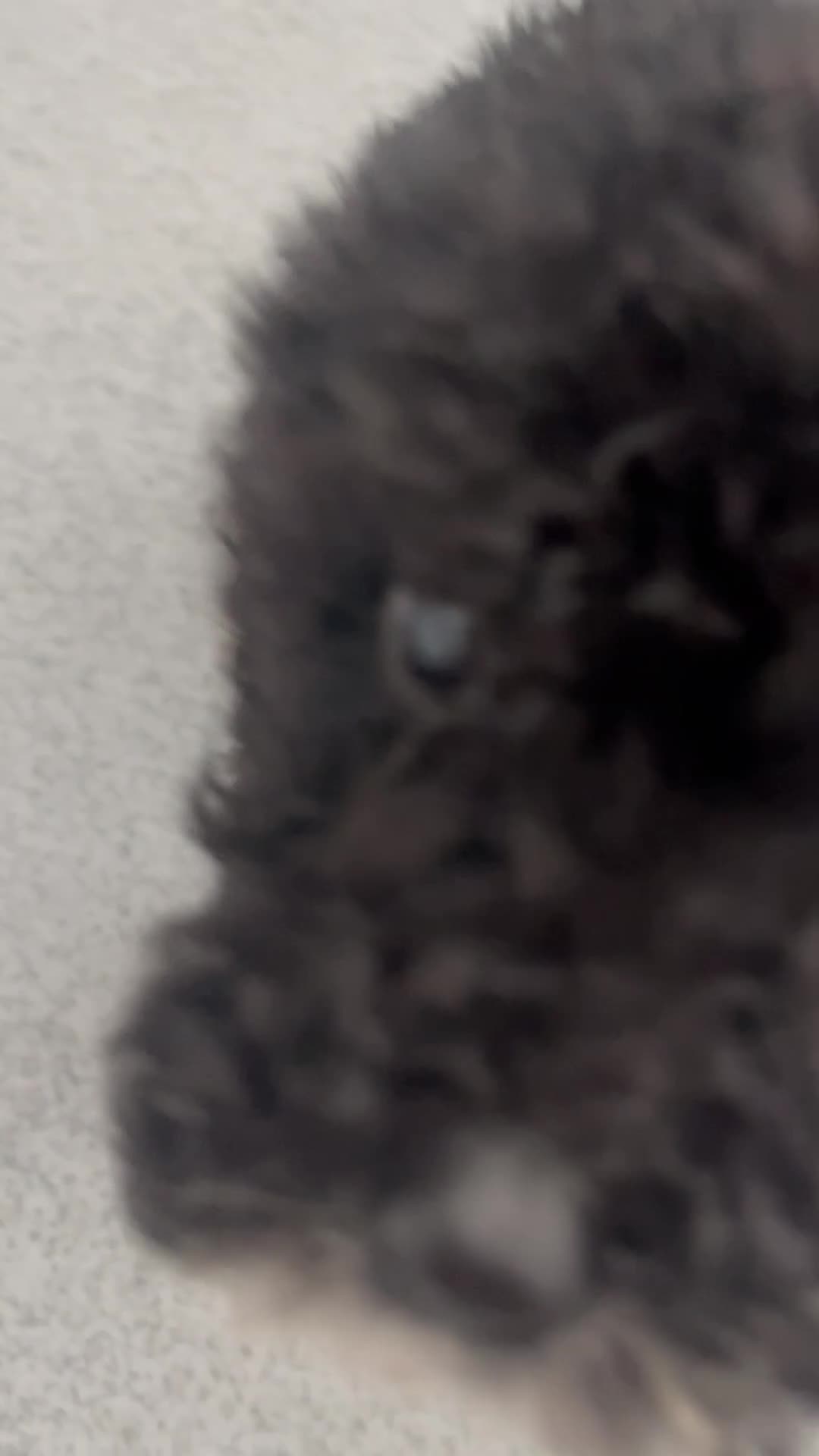 Cockapoo dogs for sale: (LAST 4 PUPS) Amazing miniature Cockapoo Puppies  - Video 2