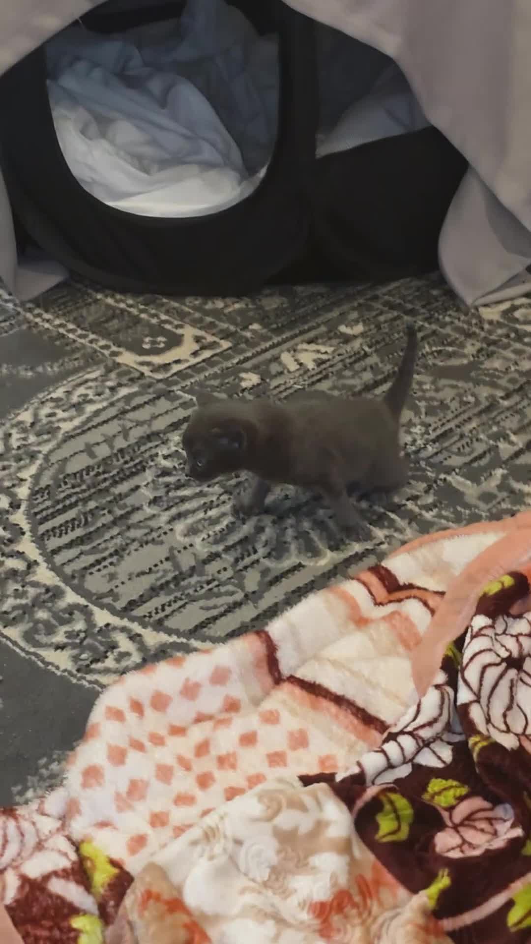 Chartreux cats for sale: Female chartreux kitten in Nottingham - Video 1